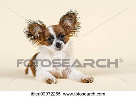 "Papillon puppy, 5 months, colour white sable" View Large Photo Image Stock Photography - "Papillon puppy, 5 months, colour white sable". Fotosearch