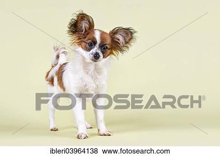 "Papillon, puppy, 5 months, white sable" View Large Photo Image Stock Photo - "Papillon, puppy, 5 months, white sable". Fotosearch