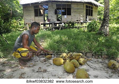 Stock Image - "Papuan man cutting coconuts open with a machete, Runi Island, Biak, West Papua, Indonesia, Asia". Fotosearch