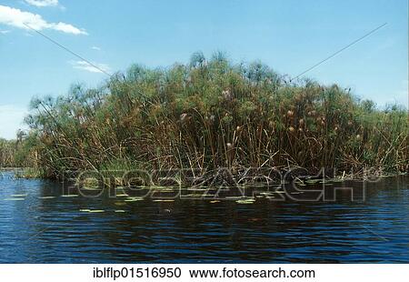 Stock Image - "Papyrus growing by edge of water channels, Okavango Delta, Botswana, Africa". Fotosearch