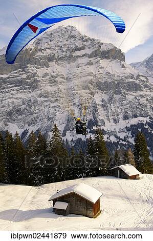 "Paraglider in the Swiss Alps above the Grindelwald valley, Swiss Alps, Switzerland, Europe" View Large Photo Image Stock Photo - "Paraglider in the Swiss Alps above the Grindelwald valley, Swiss Alps, Switzerland, Europe". Fotosearch