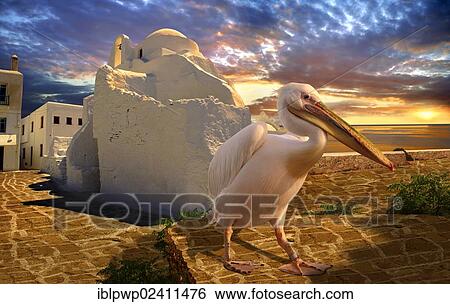 "Paraportiani Greek Orthodox churches of Mykonos Chora with the Pelican town mascot Petros, Cyclades Islands, Greece, Europe" View Large Photo Image Stock Photograph - "Paraportiani Greek Orthodox churches of Mykonos Chora with the Pelican town mascot Petros, Cyclades Islands, Greece, Europe". Fotosearch