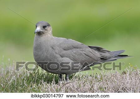 "Parasitic Jaeger or Arctic Skua (Stercorarius parasiticus), Handa Island, Scotland, United Kingdom, Europe" View Large Photo Image Stock Photo - "Parasitic Jaeger or Arctic Skua (Stercorarius parasiticus), Handa Island, Scotland, United Kingdom, Europe". Fotosearch
