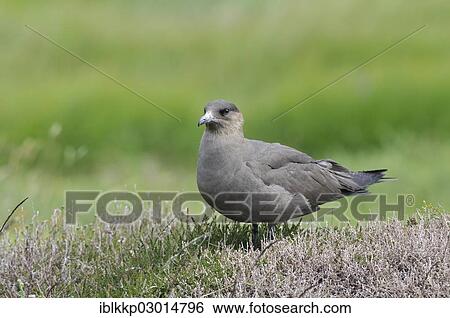 "Parasitic Jaeger or Arctic Skua (Stercorarius parasiticus), Handa Island, Scotland, United Kingdom, Europe" View Large Photo Image Stock Photograph - "Parasitic Jaeger or Arctic Skua (Stercorarius parasiticus), Handa Island, Scotland, United Kingdom, Europe". Fotosearch