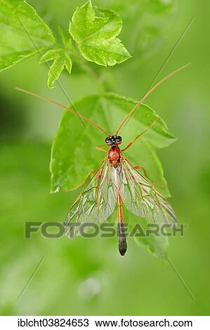 "Parasitic Wasp (Ophion spec. ), North Rhine-Westphalia, Germany, Europe" View Large Photo Image Stock Image - "Parasitic Wasp (Ophion spec. ), North Rhine-Westphalia, Germany, Europe". Fotosearch