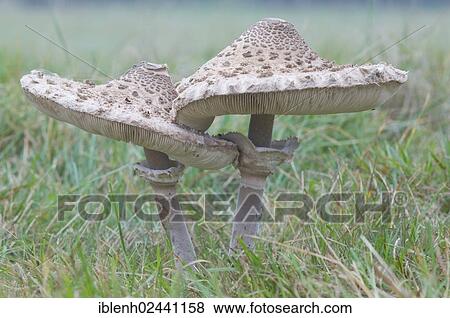"Parasol mushroom (Macrolepiota procera), Oberlangen, Emsland, Lower Saxony, Germany, Europe" View Large Photo Image Stock Photo - "Parasol mushroom (Macrolepiota procera), Oberlangen, Emsland, Lower Saxony, Germany, Europe". Fotosearch