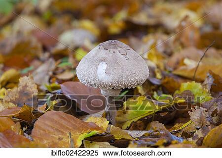Parasol Mushroom (Macrolepiota procera), Limburg an der Lahn, Hesse, Germany, Europe View Large Photo Image Stock Photography - Parasol Mushroom (Macrolepiota procera), Limburg an der Lahn, Hesse, Germany, Europe. Fotosearch