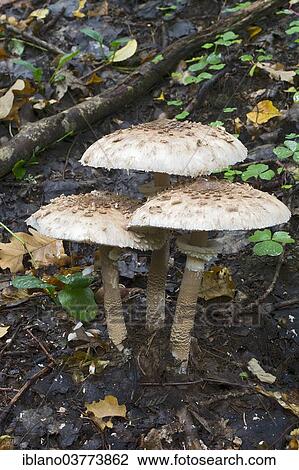 Stock Image - "Parasol Mushrooms (Macrolepiota procera), Burgenland, Austria, Europe". Fotosearch