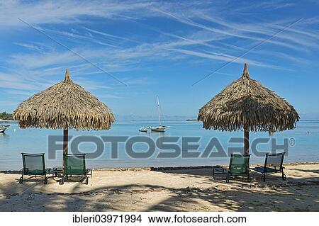 "Parasols and sun loungers on the beach, Moorea, French Polynesia, Oceania" View Large Photo Image Picture - "Parasols and sun loungers on the beach, Moorea, French Polynesia, Oceania". Fotosearch