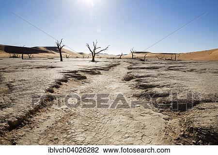"Parched earth and dead trees, Deadvlei, Sossusvlei, Namibia, Africa" View Large Photo Image Stock Image - "Parched earth and dead trees, Deadvlei, Sossusvlei, Namibia, Africa". Fotosearch
