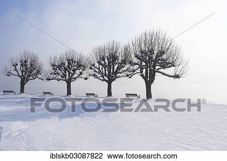 "Park benches between trees on a snow-covered promenade by a lake, Starnberger See, Starnberg, Upper Bavaria, Bavaria, Germany, Europe" View Large Photo Image Stock Image - "Park benches between trees on a snow-covered promenade by a lake, Starnberger See, Starnberg, Upper Bavaria, Bavaria, Germany, Europe". Fotosearch