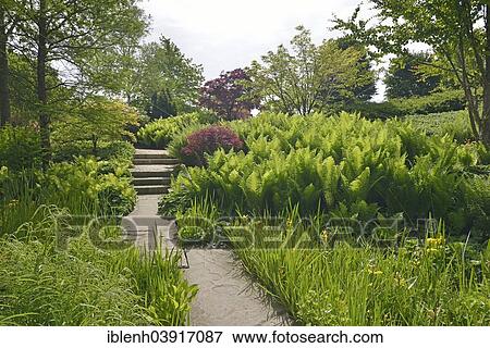 "Park of Gardens garden show, Ostrich Fern or Shuttlecock Fern (Matteucia struthiopteris), Siberian Iris (Iris sibirica), Bad Zwischenahn, Lower Saxony, Germany, Europe" View Large Photo Image Stock Photo - "Park of Gardens garden show, Ostrich Fern or Shuttlecock Fern (Matteucia struthiopteris), Siberian Iris (Iris sibirica), Bad Zwischenahn, Lower Saxony, Germany, Europe". Fotosearch
