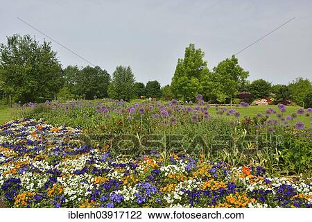 Stock Image - "Park of Gardens garden show, Heartsease or Wild Pansy (Viola tricolor), Giant Onion (Allium giganteum), Bad Zwischenahn, Lower Saxony, Germany, Europe". Fotosearch