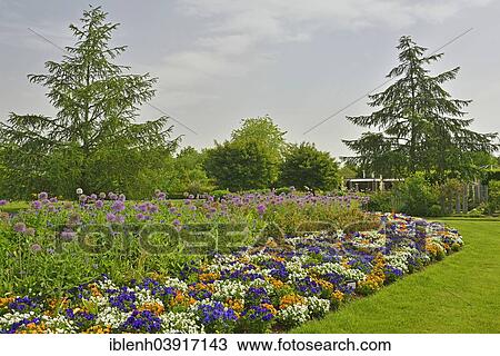 "Park of Gardens garden show, Heartsease or Wild Pansy (Viola tricolor), Giant Onion (Allium giganteum), Bad Zwischenahn, Lower Saxony, Germany, Europe" View Large Photo Image Stock Image - "Park of Gardens garden show, Heartsease or Wild Pansy (Viola tricolor), Giant Onion (Allium giganteum), Bad Zwischenahn, Lower Saxony, Germany, Europe". Fotosearch