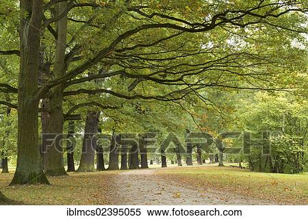 "Park path at Karlsaue, Kassel, North Hesse, Hesse, Germany, Europe" View Large Photo Image Stock Photography - "Park path at Karlsaue, Kassel, North Hesse, Hesse, Germany, Europe". Fotosearch