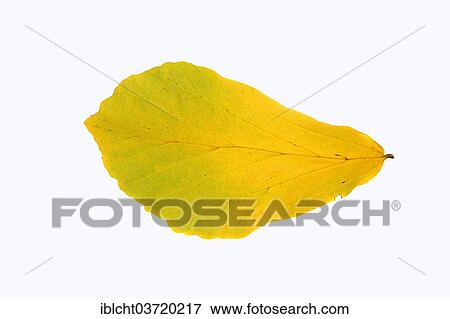 Stock Photo - "Parrotia (Parrotia persica) leaf, autumnal discolouration, native to the northern Iran and the Caucasus". Fotosearch