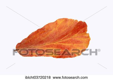 Stock Photo - "Parrotia (Parrotia persica) leaf, autumnal discolouration, native to the northern Iran and the Caucasus". Fotosearch