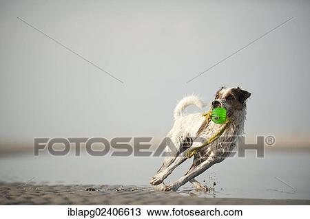 Stock Image - "Parson Russel Terrier fetching a toy, beach of Sankt Peter-Ording, Schleswig-Holstein, Germany, Europe". Fotosearch