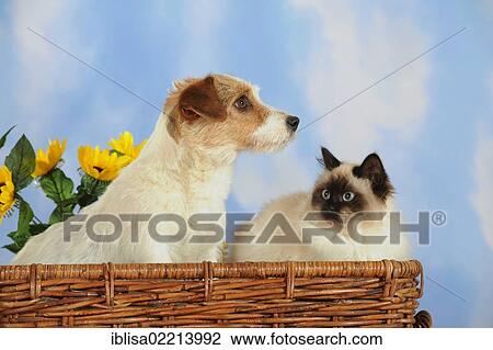 Parson Russell Terrier and a Birman or a Sacred Cat of Burma in a wicker basket View Large Photo Image Stock Image - Parson Russell Terrier and a Birman or a Sacred Cat of Burma in a wicker basket. Fotosearch