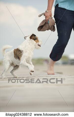 Parson Russell Terrier and a woman walking along a pier View Large Photo Image Stock Image - Parson Russell Terrier and a woman walking along a pier. Fotosearch