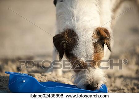 Parson Russell Terrier drinking from a water bowl View Large Photo Image Stock Photo - Parson Russell Terrier drinking from a water bowl. Fotosearch