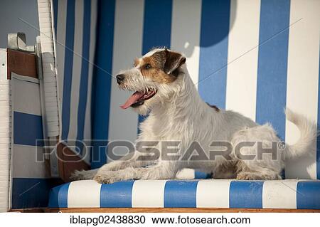 Parson Russell Terrier lying in a beach chair View Large Photo Image Stock Image - Parson Russell Terrier lying in a beach chair. Fotosearch