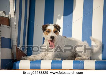 Parson Russell Terrier lying in a beach chair View Large Photo Image Stock Photo - Parson Russell Terrier lying in a beach chair. Fotosearch
