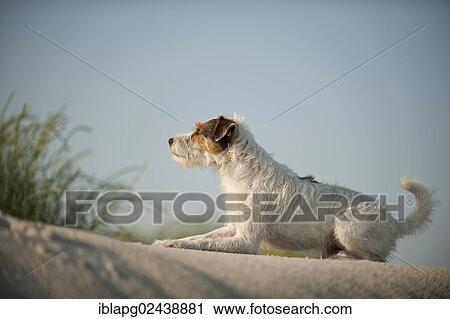 Parson Russell Terrier lying on a sand dune View Large Photo Image Stock Image - Parson Russell Terrier lying on a sand dune. Fotosearch