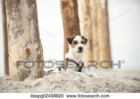 Parson Russell Terrier lying on the beach while tied to a pole View Large Photo Image Stock Image - Parson Russell Terrier lying on the beach while tied to a pole. Fotosearch