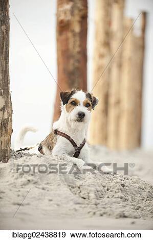 Stock Photo - Parson Russell Terrier lying on the beach while tied to a pole. Fotosearch