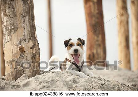 Parson Russell Terrier lying on the beach while tied to a pole View Large Photo Image Stock Photograph - Parson Russell Terrier lying on the beach while tied to a pole. Fotosearch