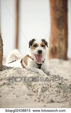 Stock Photography - Parson Russell Terrier lying on the beach while tied to a pole. Fotosearch