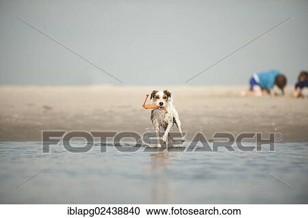 Parson Russell Terrier playing at the beach View Large Photo Image Stock Image - Parson Russell Terrier playing at the beach. Fotosearch