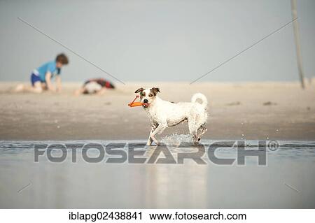 Parson Russell Terrier playing at the beach View Large Photo Image Stock Image - Parson Russell Terrier playing at the beach. Fotosearch