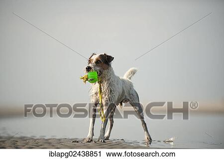 Parson Russell Terrier playing at the beach View Large Photo Image Stock Image - Parson Russell Terrier playing at the beach. Fotosearch