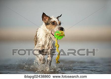 Stock Image - Parson Russell Terrier playing at the beach. Fotosearch