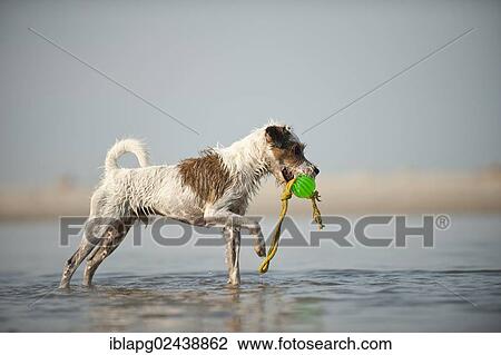 Parson Russell Terrier playing at the beach View Large Photo Image Stock Image - Parson Russell Terrier playing at the beach. Fotosearch