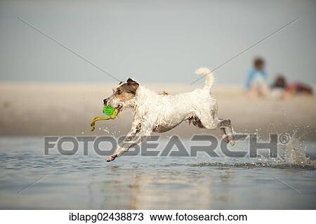 Parson Russell Terrier playing at the beach View Large Photo Image Stock Image - Parson Russell Terrier playing at the beach. Fotosearch
