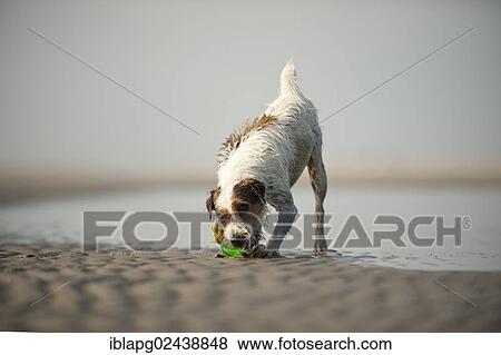 Parson Russell Terrier playing at the beach View Large Photo Image Stock Photo - Parson Russell Terrier playing at the beach. Fotosearch