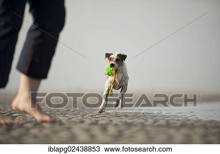 Parson Russell Terrier playing with the dog owner on the beach View Large Photo Image Stock Image - Parson Russell Terrier playing with the dog owner on the beach. Fotosearch