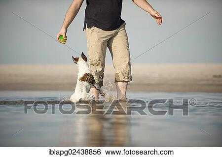 Parson Russell Terrier playing with the dog owner on the beach View Large Photo Image Stock Photograph - Parson Russell Terrier playing with the dog owner on the beach. Fotosearch