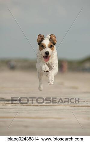 Parson Russell Terrier running along a pier View Large Photo Image Picture - Parson Russell Terrier running along a pier. Fotosearch