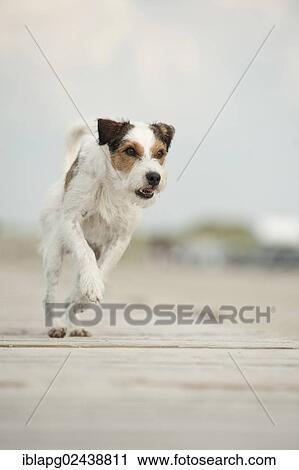 Parson Russell Terrier running along a pier View Large Photo Image Stock Image - Parson Russell Terrier running along a pier. Fotosearch