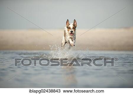 Parson Russell Terrier running through the water View Large Photo Image Stock Image - Parson Russell Terrier running through the water. Fotosearch
