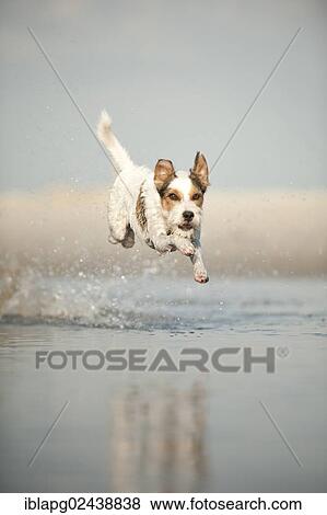 Stock Photo - Parson Russell Terrier running through the water. Fotosearch