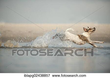 Stock Photo - Parson Russell Terrier running through water. Fotosearch