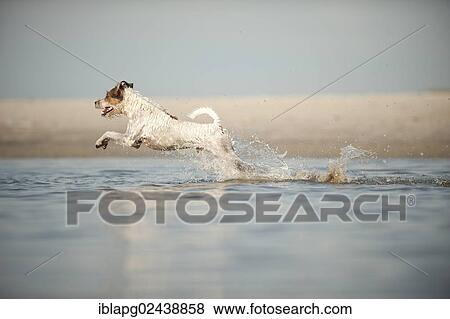 Parson Russell Terrier running through water View Large Photo Image Stock Photo - Parson Russell Terrier running through water. Fotosearch