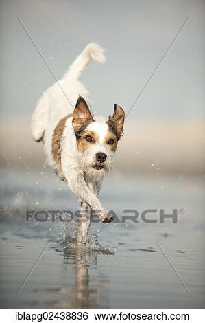 Parson Russell Terrier running through the water View Large Photo Image Stock Photograph - Parson Russell Terrier running through the water. Fotosearch