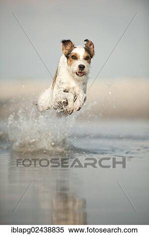 Parson Russell Terrier running through the water View Large Photo Image Stock Photography - Parson Russell Terrier running through the water. Fotosearch