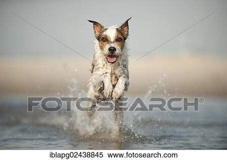 Parson Russell Terrier running through the water View Large Photo Image Stock Photography - Parson Russell Terrier running through the water. Fotosearch